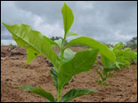 agricultura familiar